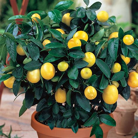 Meyer Lemon Citrus Trees Stark Bros