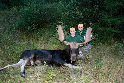 Guided Maine Moose Hunts In Eastern Maine Zones Wmd 19 27 And 28