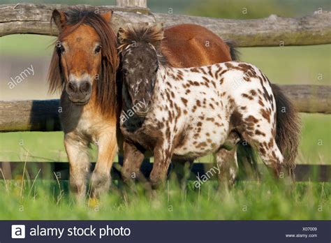 Zentral wird die rasse allerdings für schauen verwendet, wodurch sich auch die extreme selektion auf größe erklärt, die. Falabella Pony Stockfotos & Falabella Pony Bilder - Alamy