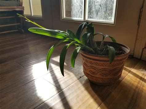 How Best Can I Keep My Sprouting Orchid Supported As It Grows Longer