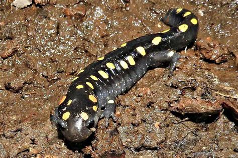 13 Fun Facts About Spotted Salamanders The Critter Hideout