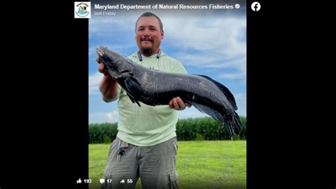 Maryland Angler Catches Possible World Record Snakehead Fish Miami Herald