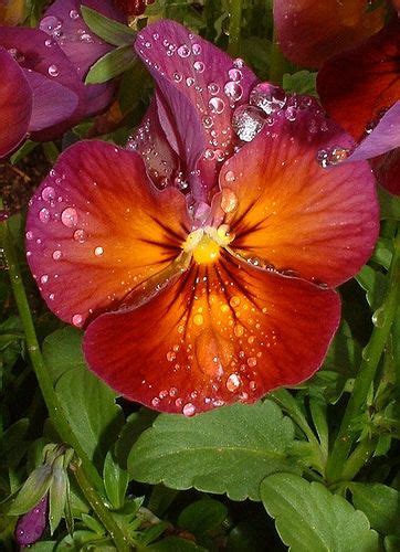 Pansies Rain Dew Morning Sun 008 Pansies Beautiful Flowers