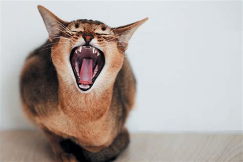 9 Cat Sounds And What They Mean Catster