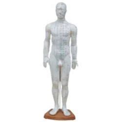 Plastic Standing Acupuncture Model Male Full Body 60 Cm For