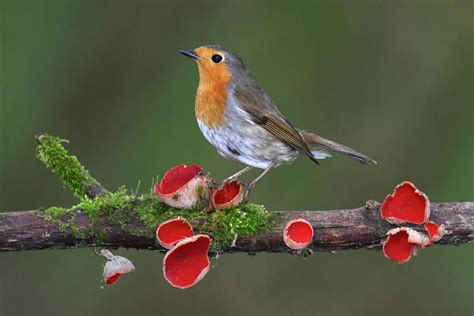 Robin On Branch With Scarlet Elfcup Fungus Dorset Uk Photograph By