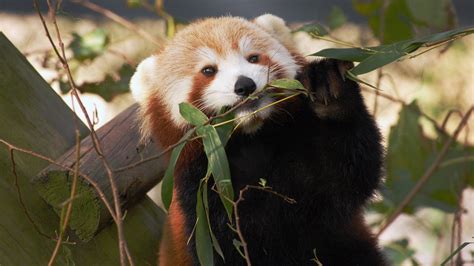 In A Rare Zoo Escape Sunny The Red Panda Is Still At Large The New