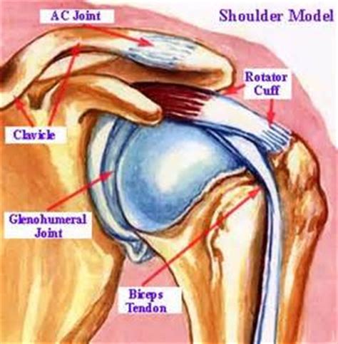 Large round head of the humerus and. Swimming Shoulder Pain: Understanding the Differences ...