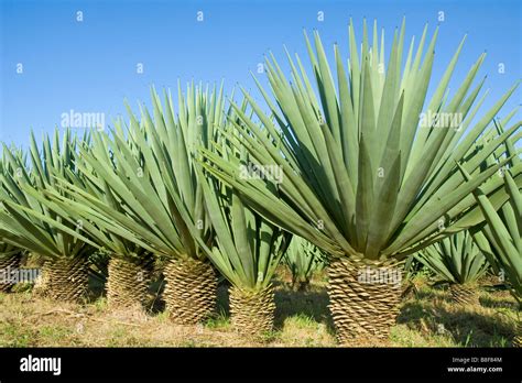 Plantas De Sisal Agave Sisalana Producen Una Fibra Rígida