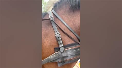Harness Parts 101 On A Single Horse Harness Youtube