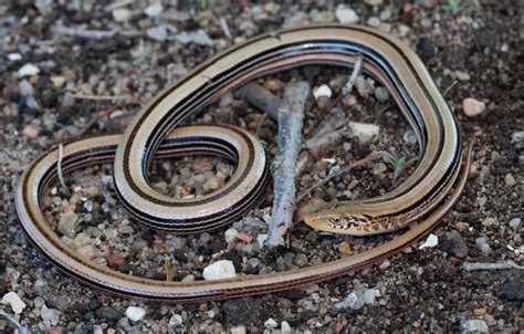 Slender Glass Lizard Ophisaurus Attenuatus Reptiles And Amphibians