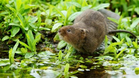 In England A Nature Restoration Project Wins Award For Reintroducing Over 1200 Furry Ecosystem