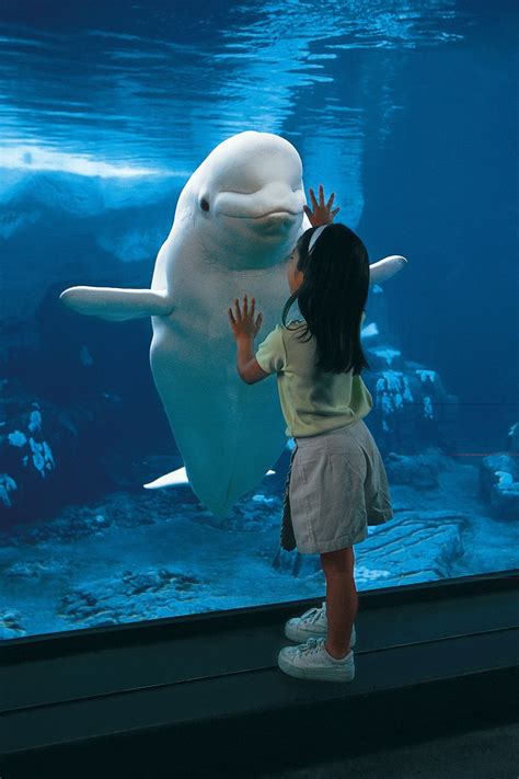 What A Cute Picture Beluga Whales Can Grow 10 15 Feet