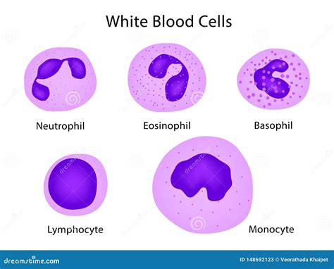 Types Of White Blood Cells Stock Vector Illustration Of Lymphocyte