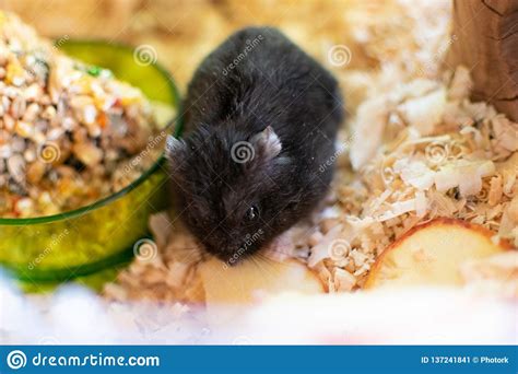 Hamster Im K Fig Stockbild Bild Von Entz Ckend Schwarzes