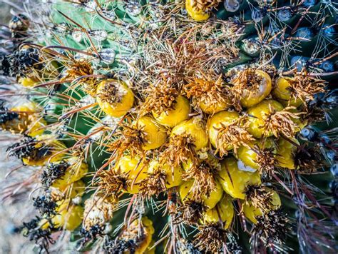 Fishhook Barrel Cactus In Saguaro National Park Arizona Stock Image