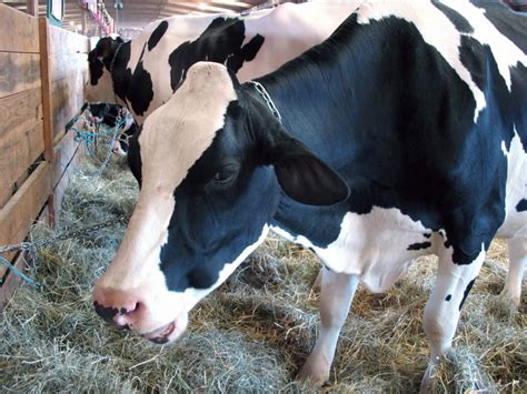 350 Million In New Funding For Canadian Dairy Industry Farm Grants