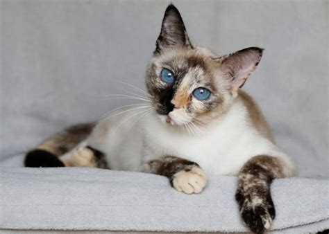 Siamese Cat Colors Chart Fascinating Facts Siamese Of Day Pretty