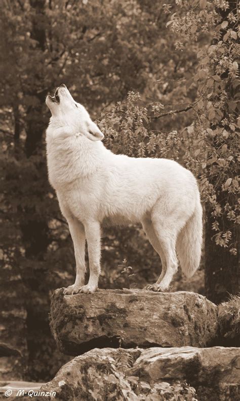 The White Wolf By Michael Quinzin 500px Wolf Dog Wolf Howling