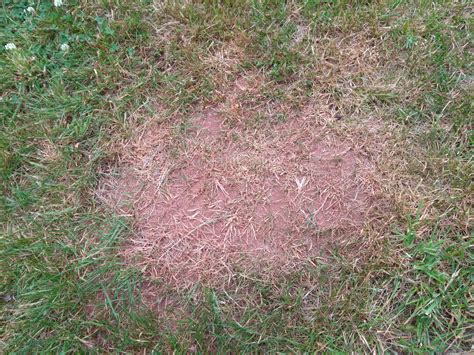 Compacted Patch Of Soil In A Lawn The Lawn Man