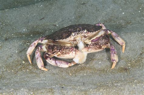 Atlantic Rock Crab Stock Image C0559197 Science Photo Library