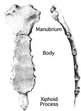 The sternum | Anatomy of the sternum - Anatomy-Medicine.COM