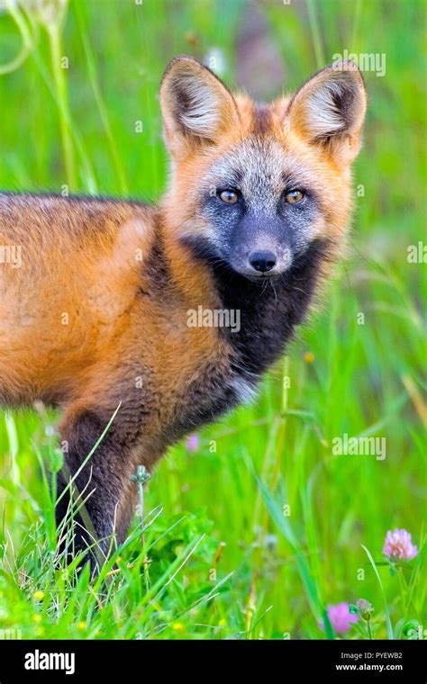 Red Fox In Summer Stockfotos Und Bilder Kaufen Alamy
