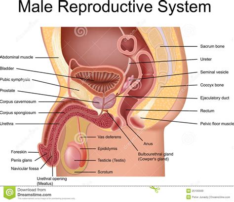 Female And Male Reproductive Systems Sonography Folder