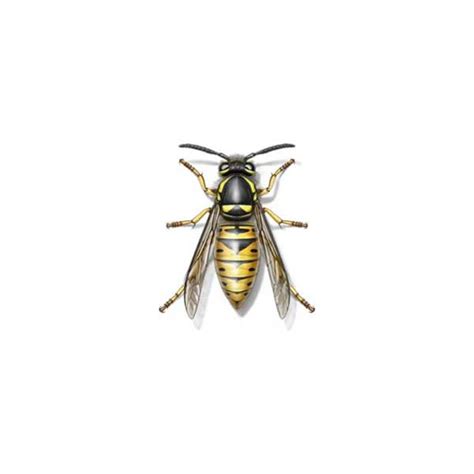 Yellowjacket Identification Habits And Behavior Johnson Pest Control