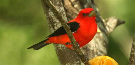 Scarlet Tanager Holden Forests And Gardens