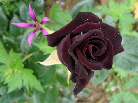 Black Baccara Rose De 50cm De Hauteur Pour Linstant Et Ma