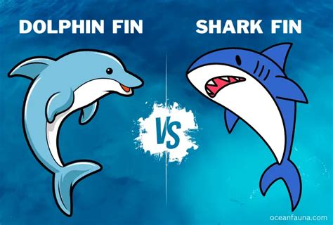 Dolphin Fin Vs Shark Fin Differences Explained Ocean Fauna