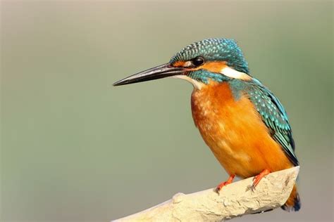 Blue And Orange Kingfisher Original Free Photo Rawpixel