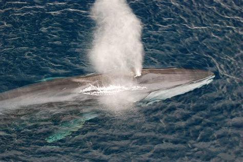 10 Biggest Whales In The World American Oceans