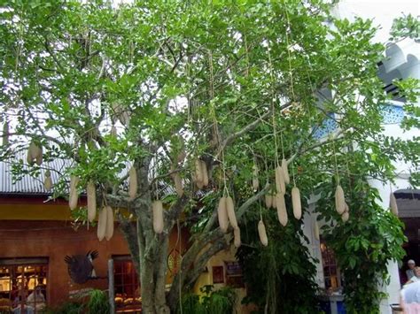 Sausage Trees Now In Stock Kigelia Africana Exotica