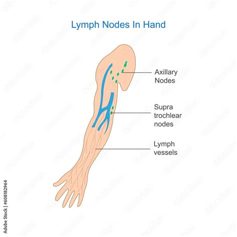 Vettoriale Stock Lymph Node Anatomy Labeled Diagram Showing The Lymph