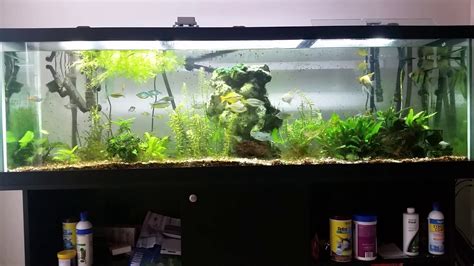 125 Gallon Freshwater Aquarium Update Feb 4th 2018 Youtube