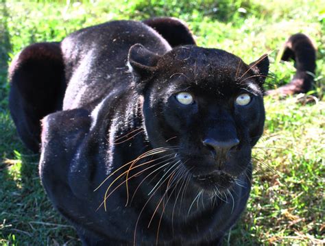 Jaguars And Leopards Album Jukani Wildlife Sanctuary