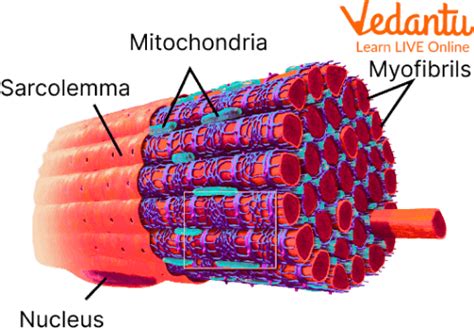 Muscle Fibre Learn Definition Properties And Facts