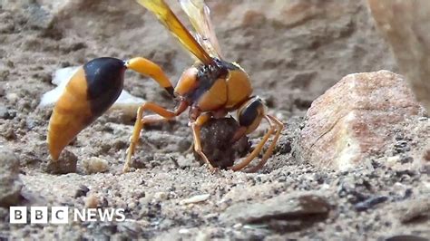 Watch A Mud Wasp Build A Nest And Entomb Its Prey Bbc News