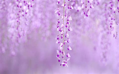 Purple Spring Flowers Desktop Wallpapers Top Free Purple Spring