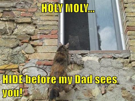 Holy Moly Lolcats Lol Cat Memes Funny Cats Funny Cat