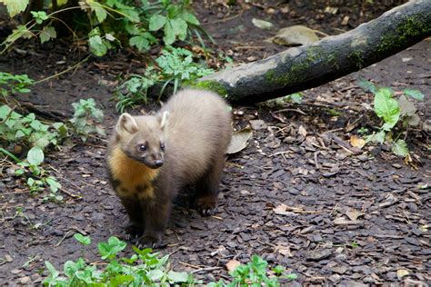 Rare Pine Marten Discovered In Broadstairs