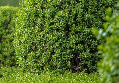 14 Fast Growing Evergreen Shrubs For Privacy
