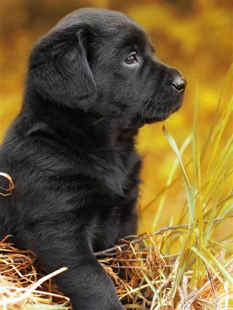 6 Rare Labrador Colors And Markings Pupvine