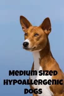 Medium Sized Hypoallergenic Dogs Dogvills