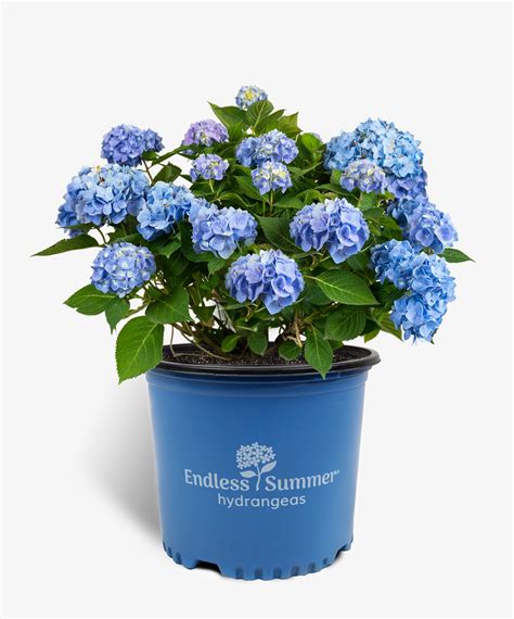 Endless Summer Hydrangea For Sale Online The Tree Center
