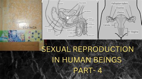 Sexual Reproduction In Human Beings Part 4 Youtube