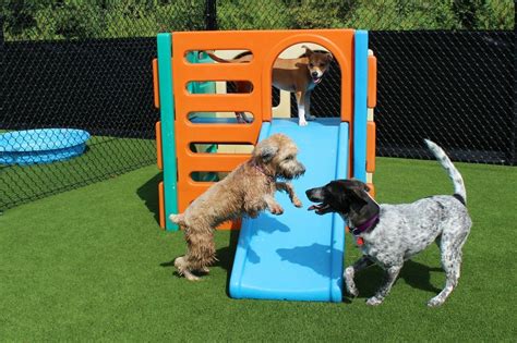 Wagging tails pet resort offers quality doggie daycare and dog boarding in eagan, mn. Meet Our Guests at Wagging Tails Pet Resort in Hadley, MA