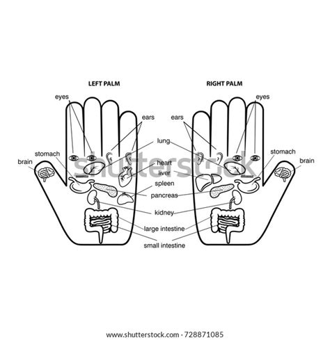 Hand Reflexology Chart Vector Illustration Stock Vector Royalty Free 728871085 Shutterstock